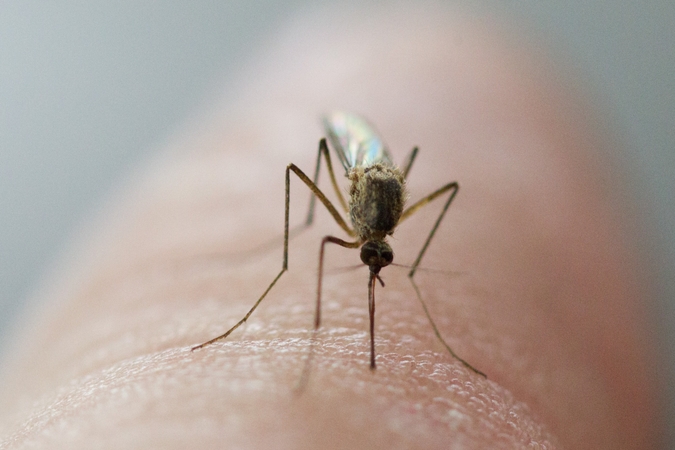 Uodai jau puola: vaistininkė pataria, kaip apsisaugoti nuo jų įkandimų