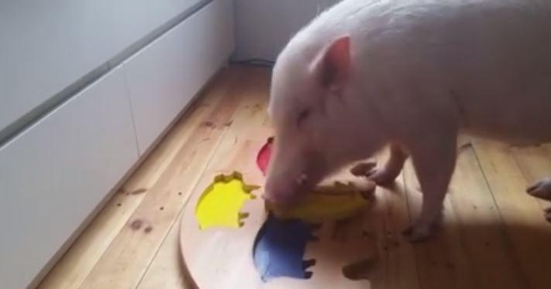 Kiaulė gudruolė žaidžia dėlionę