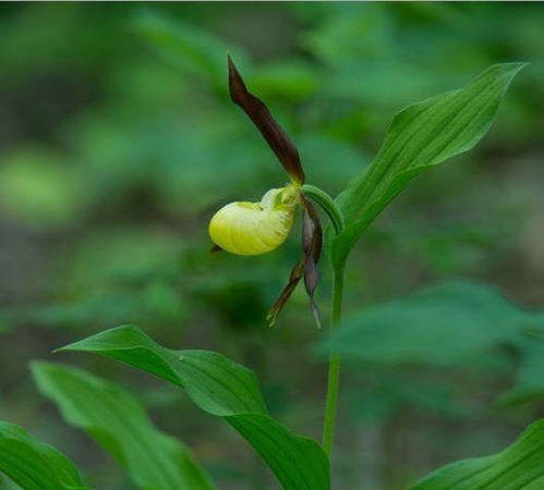 Pavyko išsaugoti lietuviškas orchidėjas