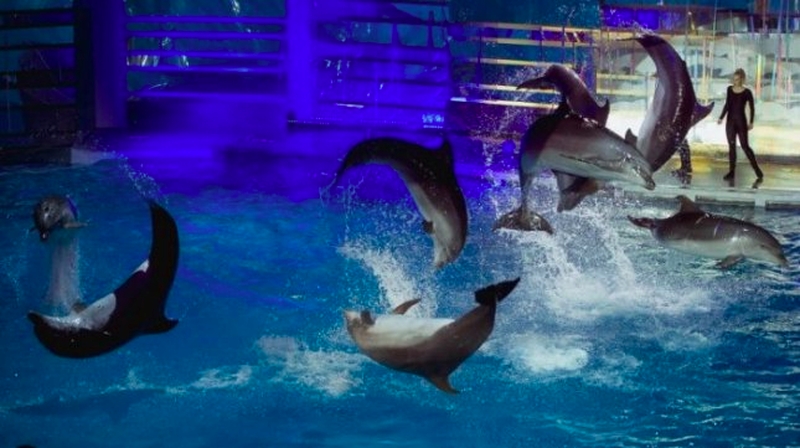 I. Kazlauskaitei teko palikti projektą „Delfinai ir žvaigždės“