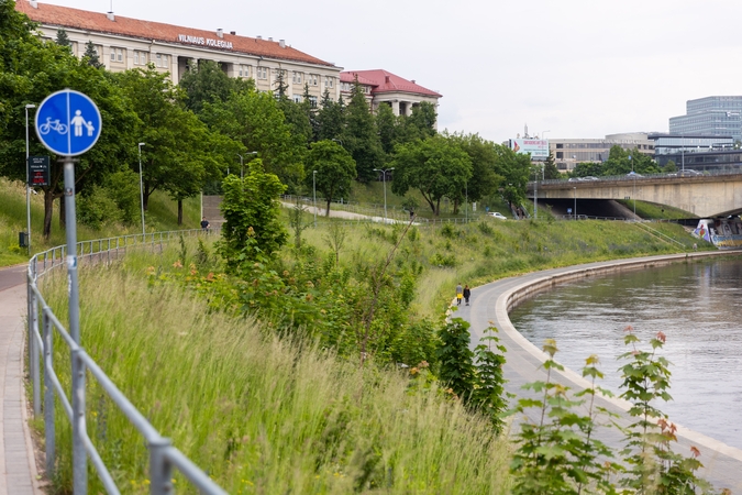 Vilniečius piktina nešienaujamos pievos: baisu, gali ir erkių pasigauti