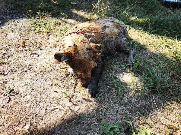 Tokios gelbėjimo operacijos ugniagesiai, greičiausiai, dar neturėjo: sujudimas kilo dėl šuns