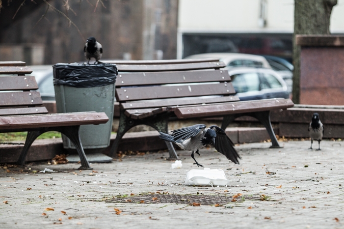 Kauno centre siautėjo piromanas: pleškėjo šiukšlių dėžės