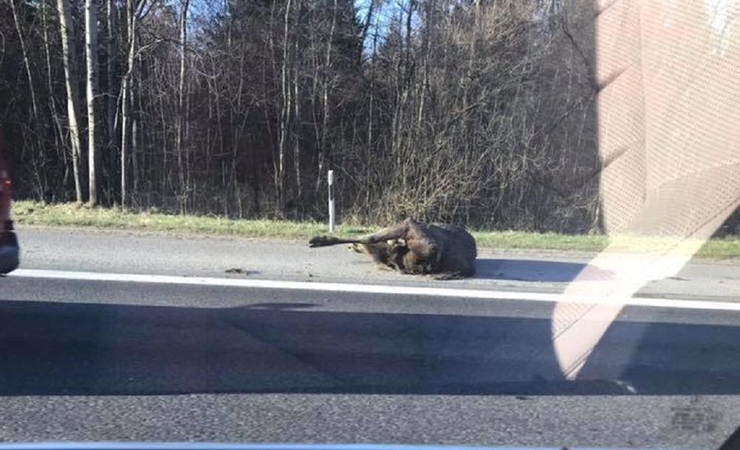 Vairuotojai perspėja: dėl netikėtos kliūties kelyje – spūstys