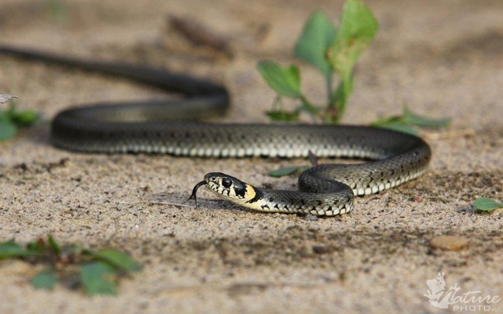 Asociatyvi nuotr.