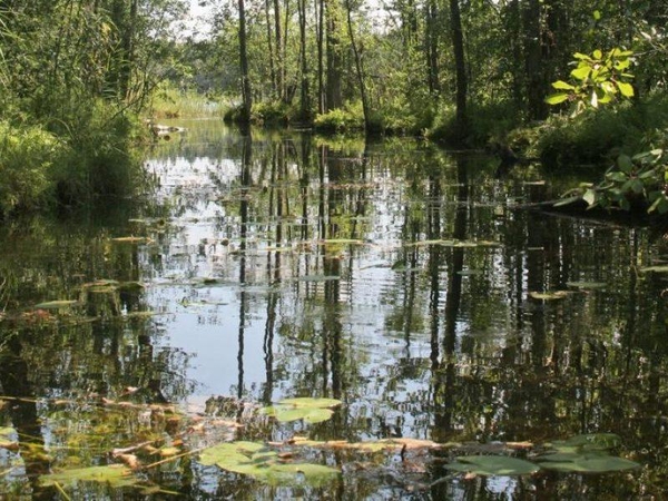 Kaišiadorių rajone išgelbėtas pelkėje užklimpęs žmogus