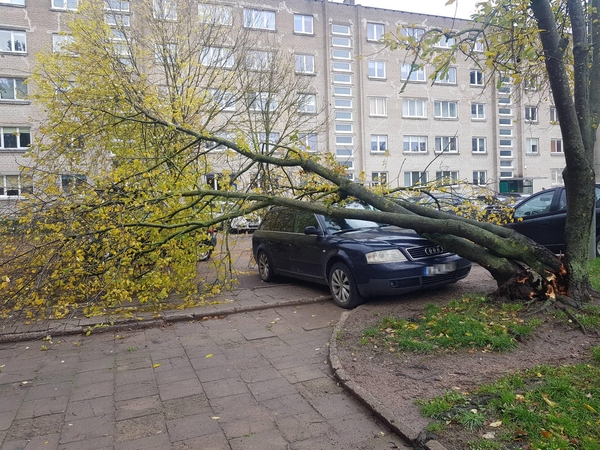 Uostamiestyje dėl štorminio vėjo virto medžiai – vienas jų prispaudė automobilį