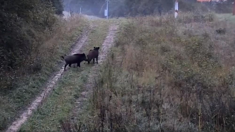 Kokių „šnipų“ negaudo net pasieniečiai? (pamatykite vaizdo įrašą)