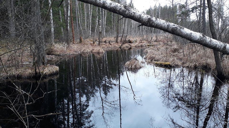 Čepkeliai laukia lietaus