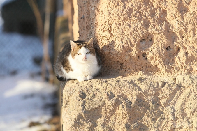 Kauną užplūdo katinai: kol vieni šeria, kiti – šaudo