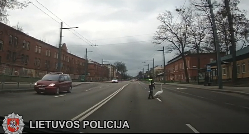 Pirmąją metų dieną Kauno pareigūnams teko gelbėti gulbę