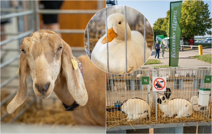 Gyvulininkystės parodoje – tūkstančiai gyvųjų eksponatų: lankymas nemokamas