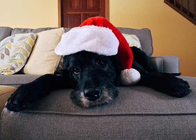Fejerverkų triukšmas: kaip apsaugoti šunis?