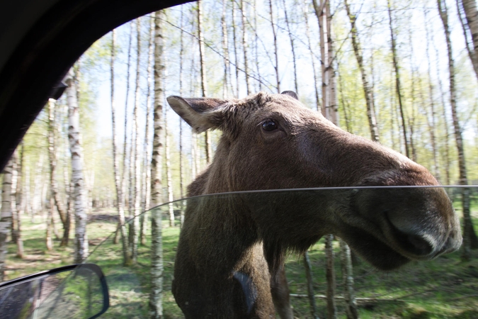 Per metus keliuose – virš 30 avarijų su laukiniais gyvūnais