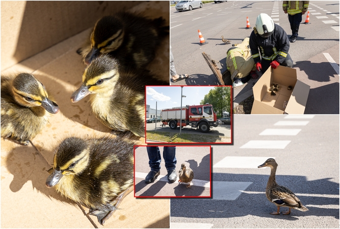 Gatvėje – neįprastas įvykis: pagalbos šaukėsi mama antis (fotogalerija)