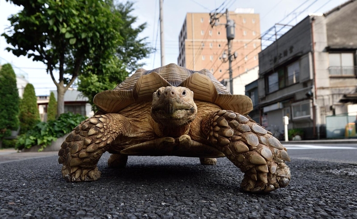 Iš Japonijos zoologijos sodo ir vėl paspruko nenuorama vėžlė