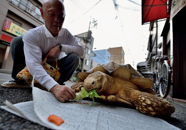 Iš Japonijos zoologijos sodo pabėgusi vėžlė milžinė rasta už 140 metrų