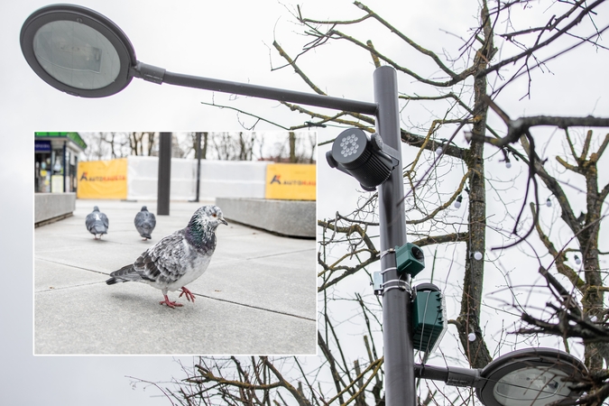 Kauniečius nustebino Laisvės alėjoje sklindantys garsai