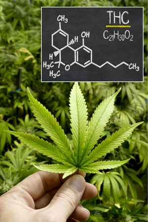 Kanapės legalizuotos, bet euforija blėsta: nuo vėžio negydo?