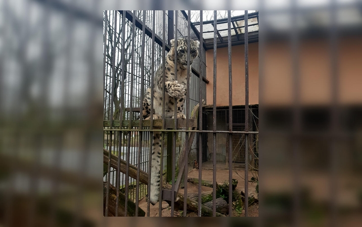 Sugraudino vaizdas zoologijos sode: panašu, kad leopardas nebyliai prašė pagalbos