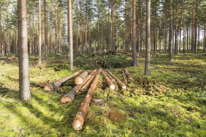 Dėl miško gaisrų pavojaus pakaunėje – svarbi žinia 