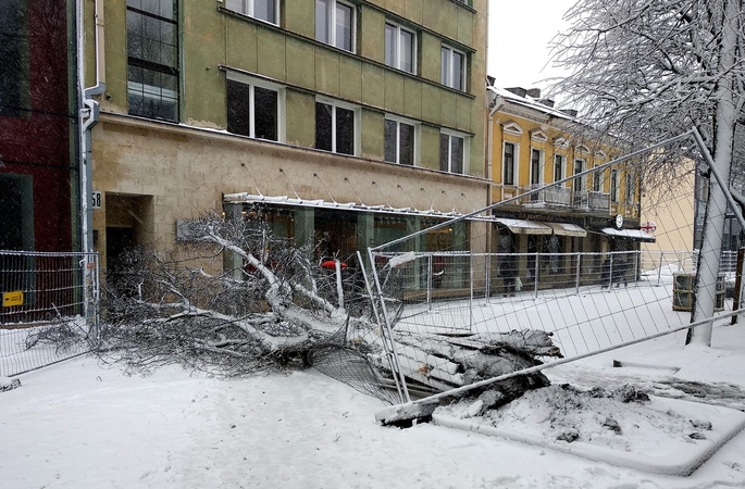 Per žingsnį nuo tragedijos: Laisvės alėjoje liepa neatlaikė gausaus sniego