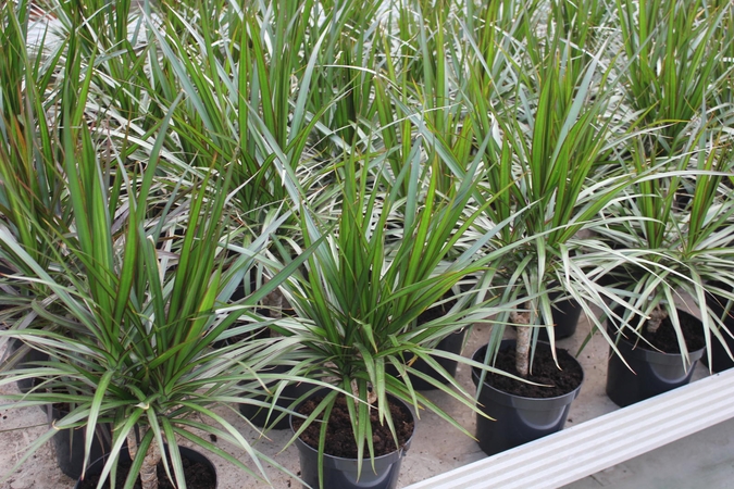 Ryškiaspalvė dracena iškart atkreips visų dėmesį.