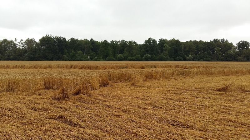 Kartojasi: daugiausia žalų Lietuvos ūkininkams vasarą padaro liūtys ir audros.