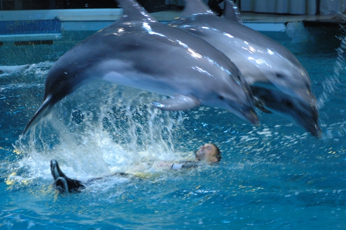 Per dvi savaites Klaipėdos delfinariume apsilankė daugiau nei 7000 žiūrovų 