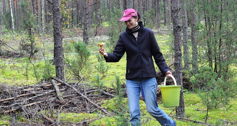 Grybai: kokius reikėtų rinkti ir ką daryti apsinuodijus