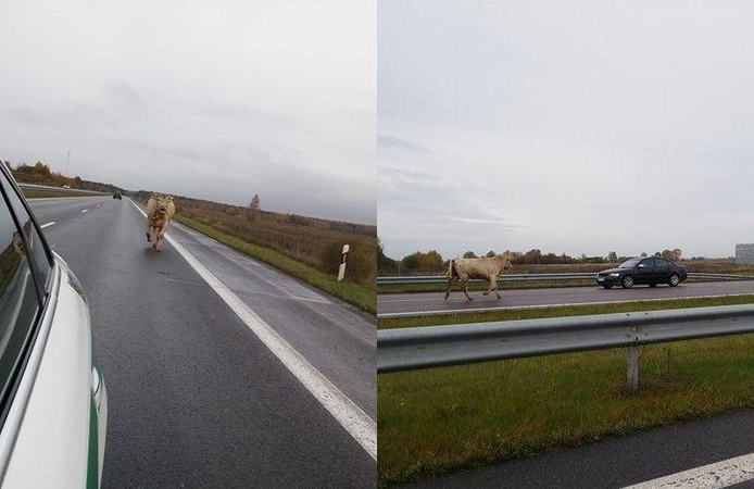 Neįtikėtina: automagistralėje blaškėsi bulius