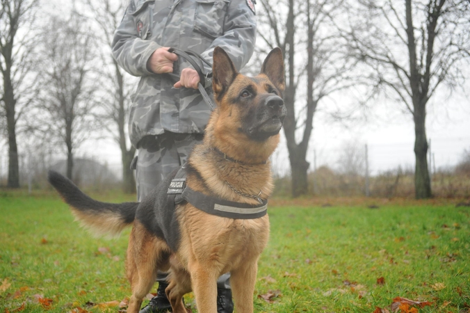 Pasiklydusį paauglį surado policija