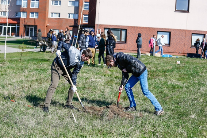 Pasodino pusšimtį šimtmečio ąžuoliukų