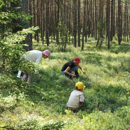 Miško uogų - mažiausiai per dvidešimtmetį 