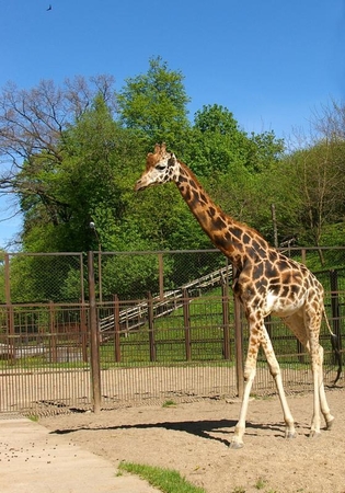 Lietuvos zoologijos sodo žirafa gyvens geriau