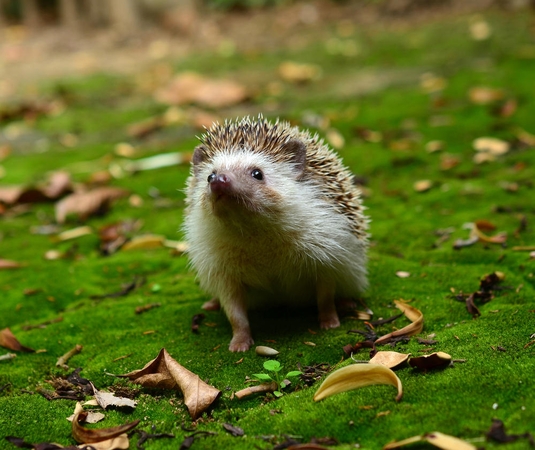 Apie kaimynus mieste primins ir ežiukų perėja