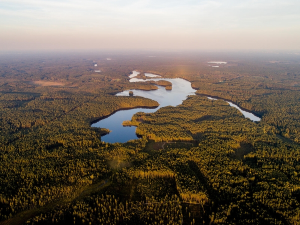 G. Nausėda siūlo perpus mažinti plynuosius kirtimus