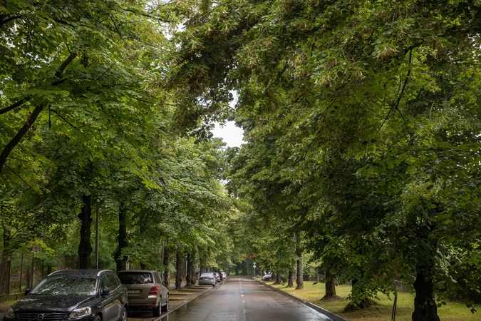 Vilnius siekia dar labiau apsaugoti brandžius medžius