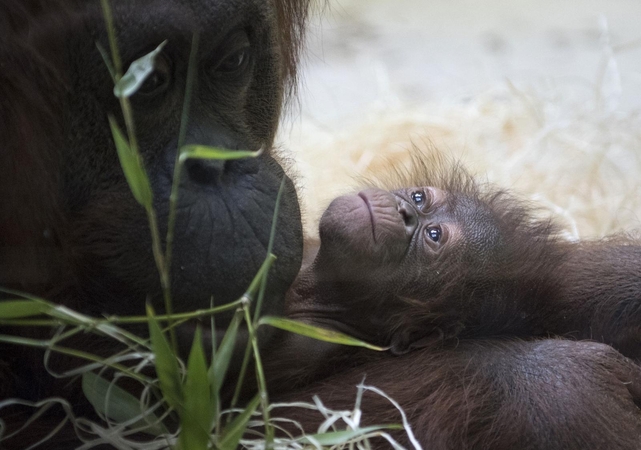 Paryžiaus zoologijos sodas pristatė savo naujausią gyventoją