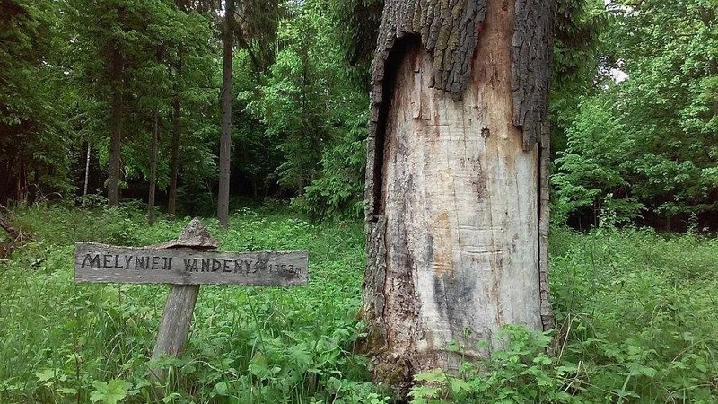 Punios šilą ketinama paskelbti gamtiniu rezervatu