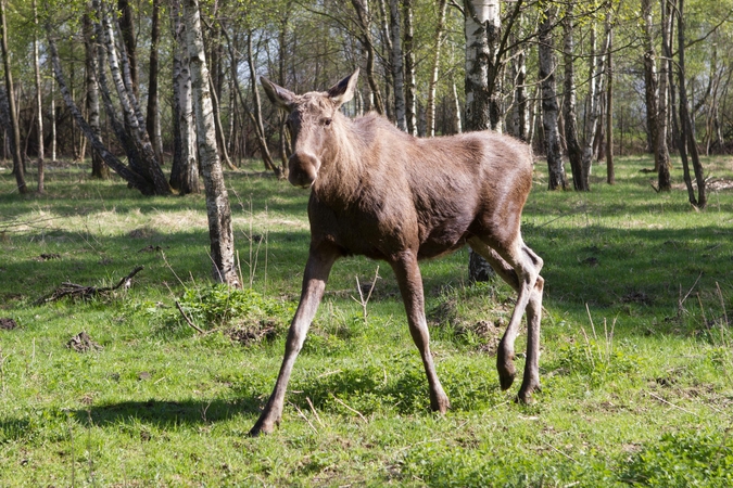 Aistros dėl briedžio nerimsta