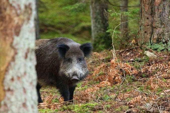 Afrikinio kiaulių maro zonoje Kauno rajone privaloma paskersti kiaules