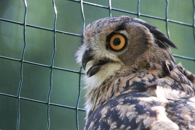 Į laisvę paleidžiami du Lietuvos zoologijos sode užauginti didieji apuokai