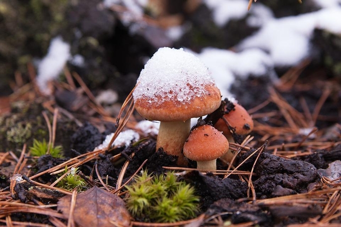 Orai: ruoškitės – neįprastą šilumą tuoj išstums permainos