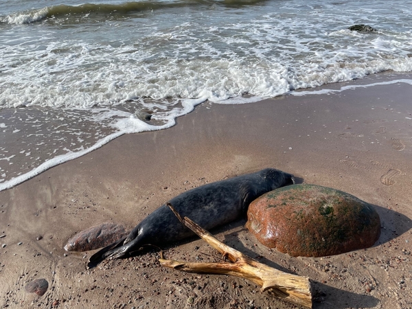 „Nuaro“ darbuotojai negyvų ruonių pajūryje neberado