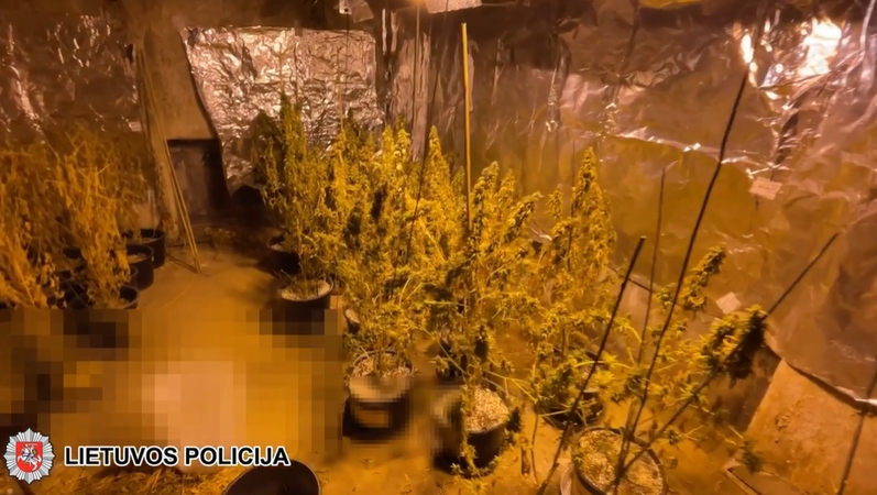 Šilutiškis apleistuose pastatuose augino ir fasavo kanapes