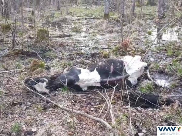 VMVT inspektoriams teko užmigdyti leisgyvę karvę, pradėtas tyrimas dėl žiauraus elgesio