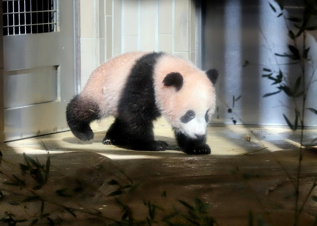 Pandos jauniklis Tokijo zoologijos sode turės „dirbti“ ilgiau