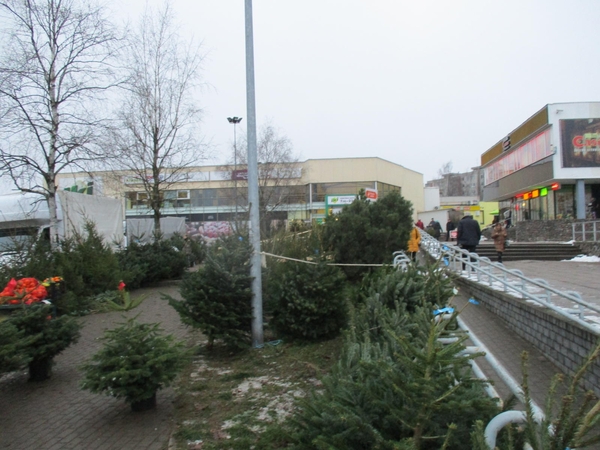Kiek šiemet kainuoja kalėdinės eglutės?