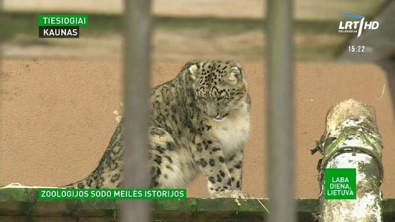 Artėjant Vasario 14-ajai Lietuvos zoologijos sode rusena meilė